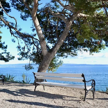 Olive Tree Split