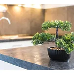 Olive Tree * Split