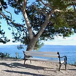 Olive Tree Split