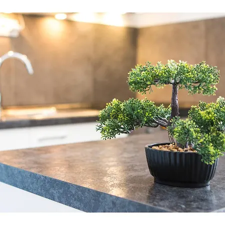 Olive Tree * سبليت